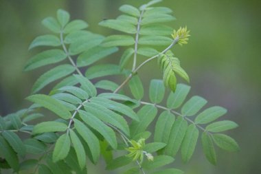  Omsk, Rusya - 15 Mayıs 2019: Bahçemizdeki Omsk kokulu leylak şehri