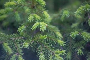  Omsk, Rusya - 15 Mayıs 2019: Bahçemizdeki Omsk kokulu leylak şehri