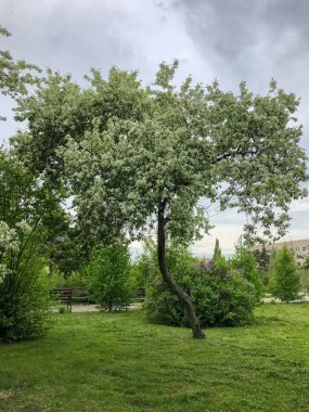 Omsk, Rusya - 14 Haziran 2019 Chokana Valihanov Street Omsk