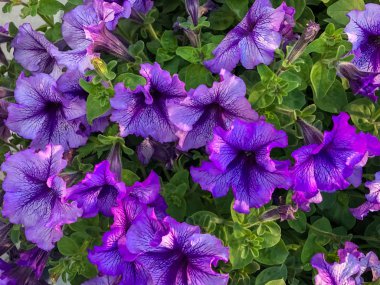 Yerde kuru yaprak. Zemin gri yapraklar kapak yüzeyi bahçe orman güzellik deseni arka plan