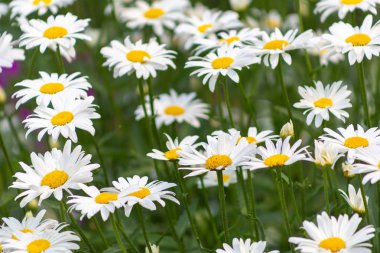 Omsk, Rusya - 17 Temmuz 2018: Omsk şehir merkezi çiçekleri