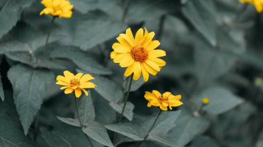 Omsk, Rusya - 17 Temmuz 2018: Omsk şehir merkezi çiçekleri