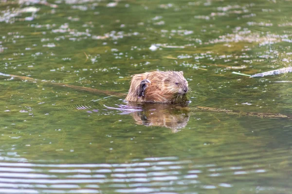 Omsk Russland Juli 2019 Schönheit Unseres Stadtzentrums Omsk — Stockfoto