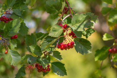 Omsk, Rusya - 12 Eylül 2019: Dzerzhinsky Meydanı