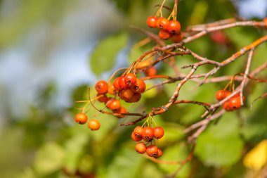 Omsk, Rusya - 12 Eylül 2019: Dzerzhinsky Meydanı