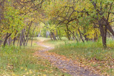 Düşen yaprakları illumining güneş ışığı ile Sonbahar orman manzara