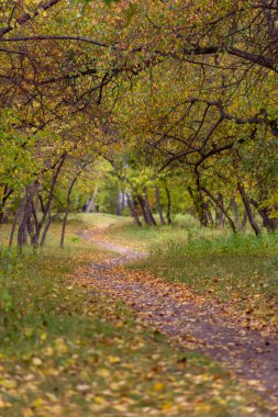 Düşen yaprakları illumining güneş ışığı ile Sonbahar orman manzara