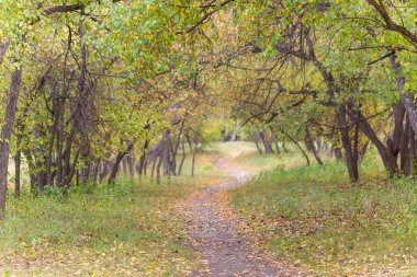 Düşen yaprakları illumining güneş ışığı ile Sonbahar orman manzara