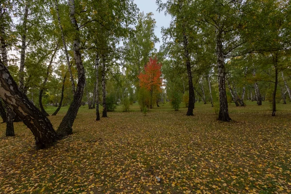 Jesienny Krajobraz Lasu Światłem Słonecznym Illumining Upadłych Liści — Zdjęcie stockowe
