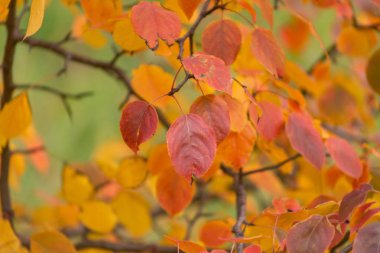 Düşen yaprakları illumining güneş ışığı ile Sonbahar orman manzara