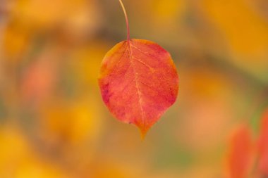 Düşen yaprakları illumining güneş ışığı ile Sonbahar orman manzara