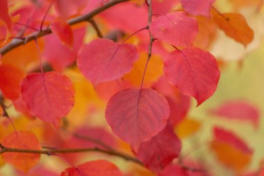 Düşen yaprakları illumining güneş ışığı ile Sonbahar orman manzara