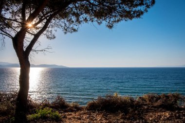 Londra park sevimli sincap