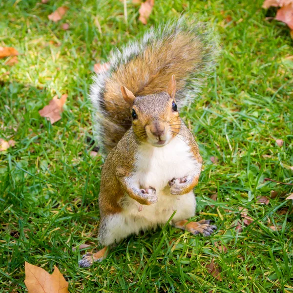 Harige eekhoorn zit in het najaar London park — Stockfoto