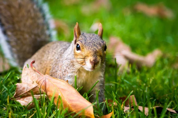 Harige eekhoorn zit in het najaar London park — Stockfoto