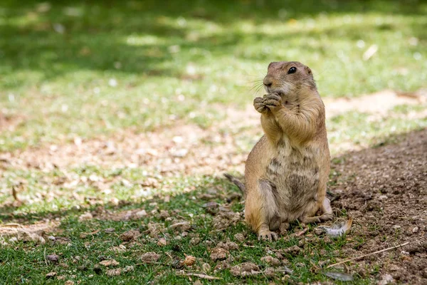 Black-tailed gopher Prairiehond eten een moer — Stockfoto