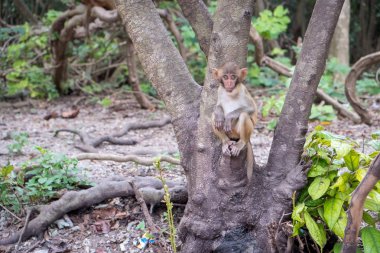 Ağaçtaki maymun, tırmanan maymun.