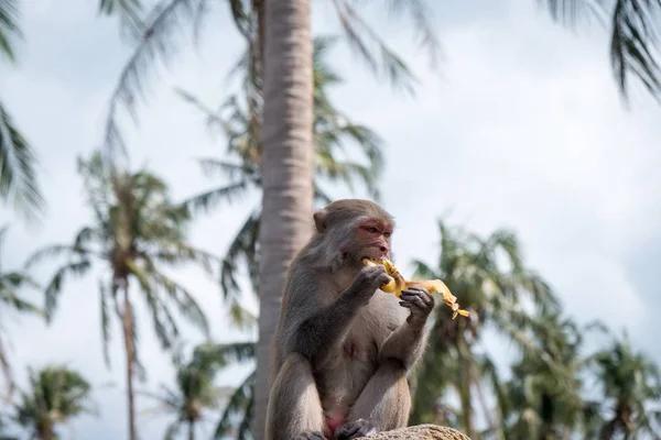 Macaco comendo banana na árvore, Tailândia — Fotografia de Stock