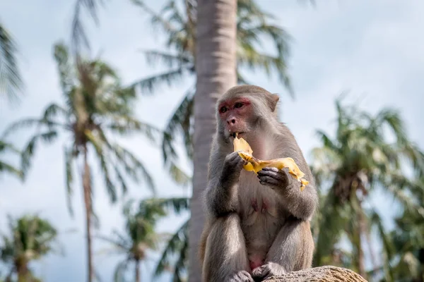 Macaco comendo banana na árvore, Tailândia — Fotografia de Stock