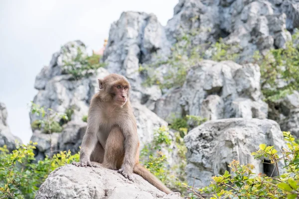 Macaco adulto sentado em uma pedra — Fotografia de Stock