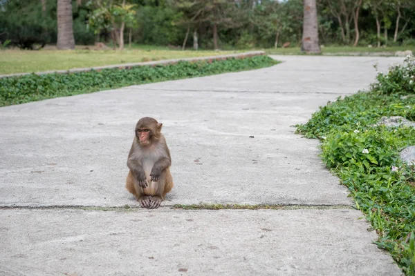 Monkey sitting on a concrete path of the park — Stock Photo, Image