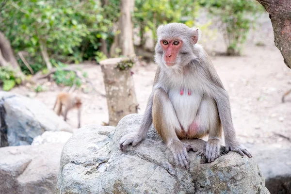 Um macaco fêmea senta-se sobre uma pedra — Fotografia de Stock