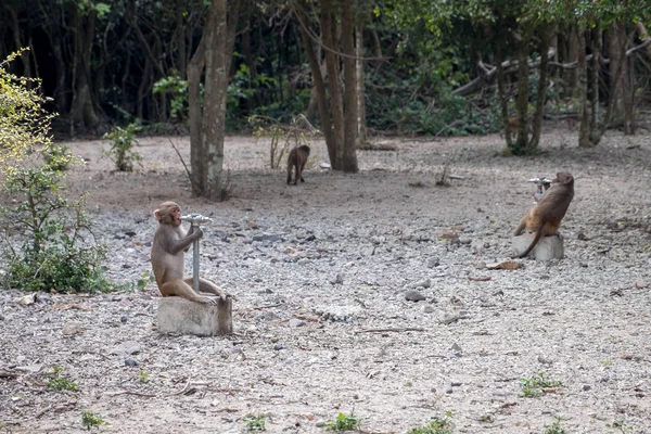 Macaquinhos bebem água da torneira no parque — Fotografia de Stock