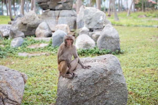 Macaco pensativo sentado sobre as rochas — Fotografia de Stock