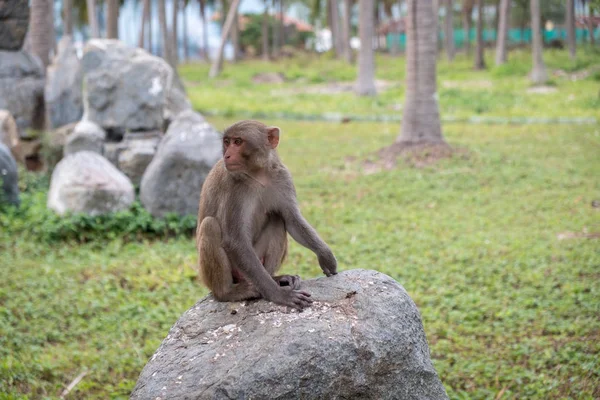 Macaco pensativo sentado sobre as rochas — Fotografia de Stock