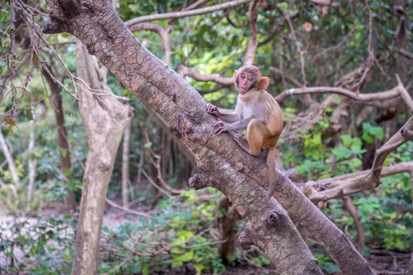 Macaco na árvore, árvore de escalada de macaco — Fotografia de Stock