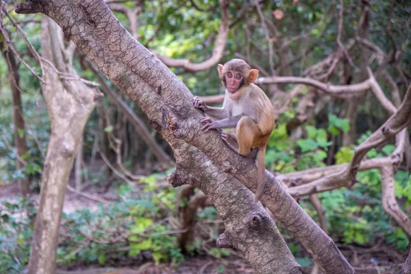 Macaco na árvore, árvore de escalada de macaco — Fotografia de Stock