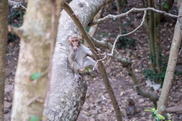 Um jovem macaco senta-se em uma árvore e come — Fotografia de Stock