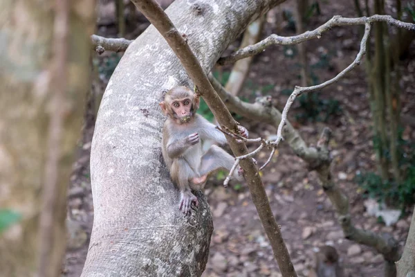 Um jovem macaco senta-se em uma árvore e come — Fotografia de Stock