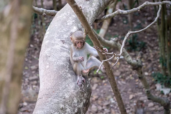 Um jovem macaco senta-se em uma árvore e come — Fotografia de Stock