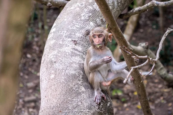 Um jovem macaco senta-se em uma árvore e come — Fotografia de Stock
