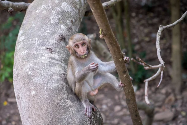 Um jovem macaco senta-se em uma árvore e come — Fotografia de Stock