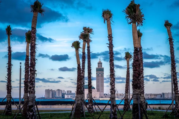 The Hassan II Mosque in Casablanca through the palm trees at sunset — Stock Photo, Image