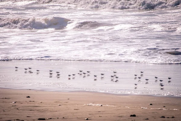 Calidris aves pequenas nas margens do Oceano Atlântico em Marrocos — Fotografia de Stock