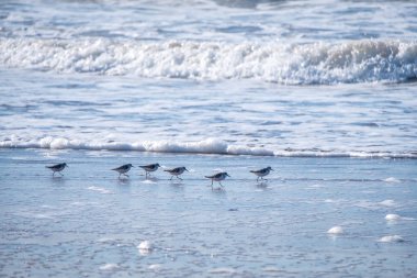Fas'ta Atlantik Okyanusu kıyılarında küçük Calidris kuşlar av için çalışıyor