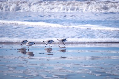 Küçük Calidris kuşları Fas'ta okyanus dalgalarının arka planında av için koşuyorlar.