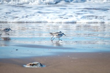 Küçük Calidris kuşları Fas'ta okyanus dalgalarının arka planında av için koşuyorlar.