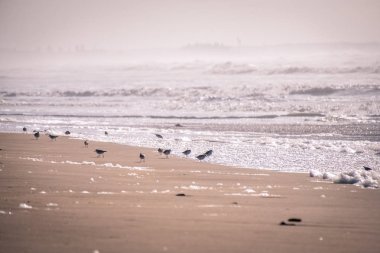 Calidris deniz kuşları okyanusta yiyecek ararlar.