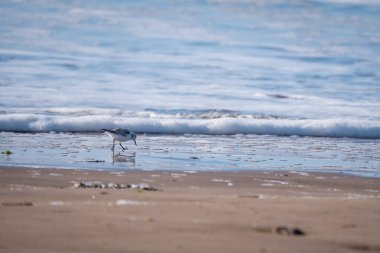 Kumlu okyanus kıyısında Calidris kuş