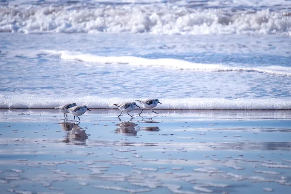 Little Calidris birds are running for prey against the backdrop of ocean waves in Morocco — Stock Photo, Image