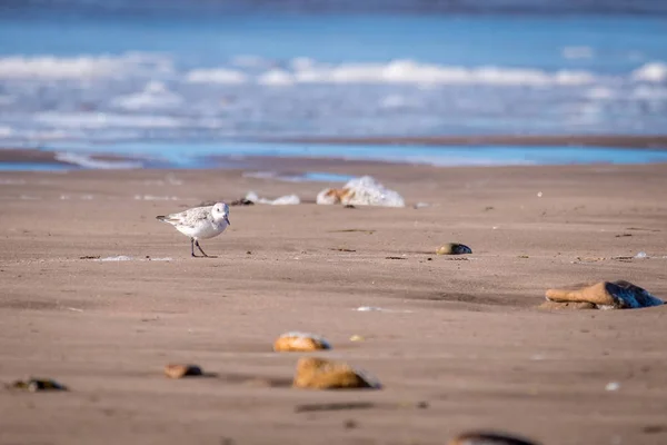 Calidris pájaro en la orilla del océano arenoso — Foto de Stock