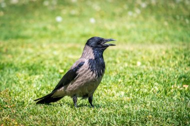 Yeşil bahçede kuzgun