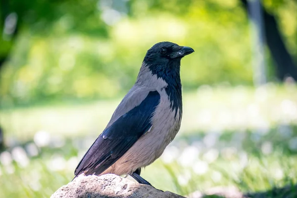 Corbeau sur la pierre dans le jardin — Photo