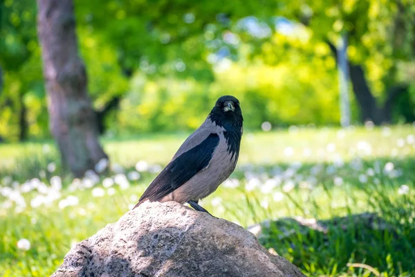 Corbeau sur la pierre dans le jardin — Photo