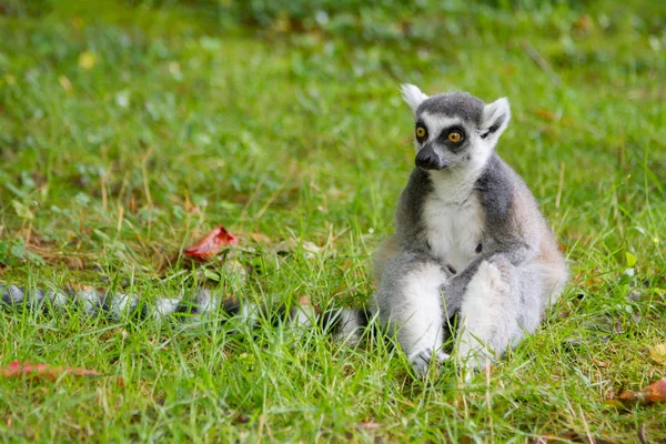 Lemur siedzi na trawie i myślenia — Zdjęcie stockowe