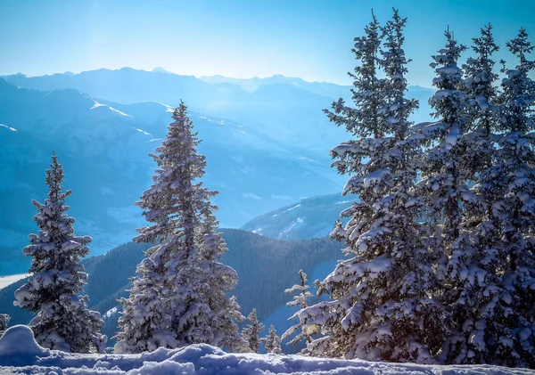 Abetos cubiertos de nieve en los Alpes en Zell Am Ver en el sol sobre un fondo de montañas — Foto de Stock